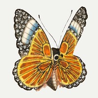 Colorful single butterfly vector vintage illustration