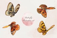 Butterfly insect vintage illustration set