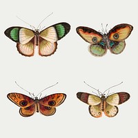 Butterflies and moth vintage illustration vector set