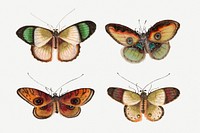 Butterflies and moth psd vintage drawing collection
