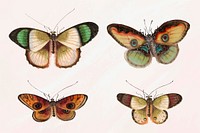Butterflies and moth vector vintage illustration set