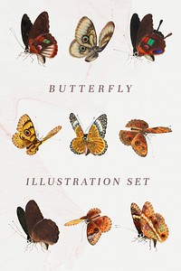 Butterfly and moth template vintage illustration set