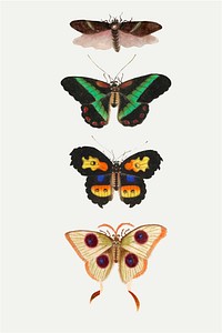 Butterflies, moth and insect vintage drawing collection  vector