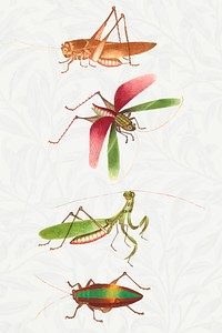 Grasshoppers, mantis and bug vector vintage illustration set