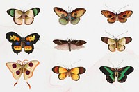Moths and butterflies vector vintage illustration set