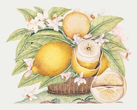 Lemons and blossoms in a basket vector, remixed from the 18th-century artworks from the Smithsonian archive.