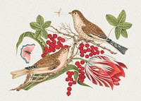 Vintage bird and blossom psd illustration, remixed from the 18th-century artworks from the Smithsonian archive. 