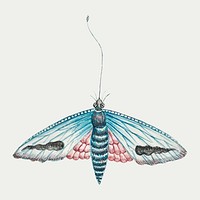Vintage moth watercolor illustration vector, remixed from the 18th-century artworks from the Smithsonian archive.