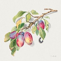The 18th century illustration of a branch with a cluster of ripe plums and caterpillars. Original from The Smithsonian. Digitally enhanced by rawpixel.