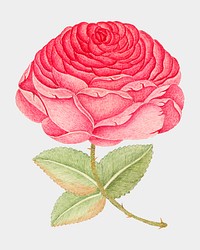 Vintage pink rose vector illustration, remixed from the 18th-century artworks from the Smithsonian archive.