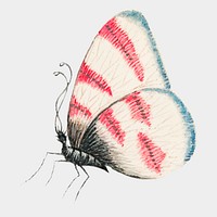 Vintage butterfly watercolor illustration vector, remixed from the 18th-century artworks from the Smithsonian archive.