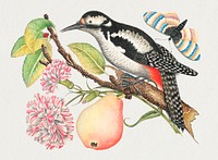 The 18th century illustration of a bird perched on a branch which bears a pear, red and white blossoms, and leaves with a ladybug and butterfly in upper right corner. Original from The Smithsonian. Digitally enhanced by rawpixel.