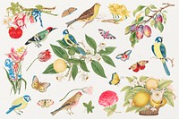 Vintage birds and blossoms psd illustration, remixed from the 18th-century artworks from the Smithsonian archive.