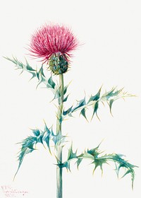 Thistle (Cirsium arizonica) (1938) by <a href="https://www.rawpixel.com/search/Mary%20Vaux%20Walcott?sort=curated&amp;page=1">Mary Vaux Walcott</a>. Original from The Smithsonian. Digitally enhanced by rawpixel.