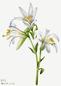 Blooming white Washington lily psd hand drawn floral illustration