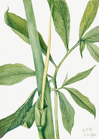 Greendragon (Arisaema dracontium) (1920) by <a href="https://www.rawpixel.com/search/Mary%20Vaux%20Walcott?sort=curated&amp;page=1">Mary Vaux Walcott</a>. Original from The Smithsonian. Digitally enhanced by rawpixel.