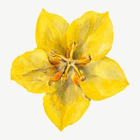 Yellow Mexican fremontia vector flower botanical illustration watercolor, remixed from the artworks by Mary Vaux Walcott