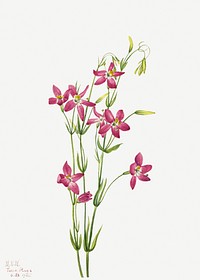 Pink Centaurium flower psd botanical illustration watercolor