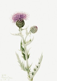 Pink purple prairie thistle flower psd botanical illustration watercolor