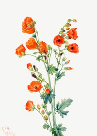 Scarlet Globe Mallow (Sphaeralcea grossulariaefolia) (1927) by <a href="https://www.rawpixel.com/search/Mary%20Vaux%20Walcott?sort=curated&amp;page=1">Mary Vaux Walcott</a>. Original from The Smithsonian. Digitally enhanced by rawpixel.