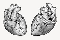 Realistic hearts sticker, medical illustration psd