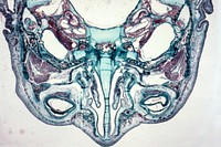 A cross section of a slide of unidentified tissue. Original image from National Museum of Health and Medicine. Digitally enhanced by rawpixel.