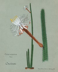 Snake cactus. Digitally enhanced from our own original copy of Familie Der Cacteen (1893-1905). 