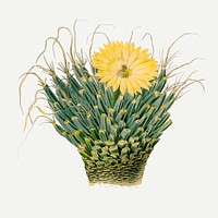 Agave cactus drawing, aesthetic vintage flower illustration