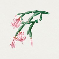 Vintage cactus drawing, classic floral graphic