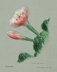 Peruvian apple cactus. Digitally enhanced from our own original copy of Familie Der Cacteen (1893-1905). 