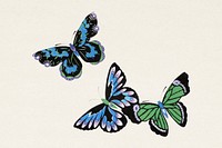 Vintage butterfly. Digitally enhanced from our own original 1904 edition of Kamisaka Sekka's Cho senshu (One Thousand Butterflies).