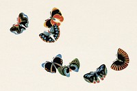 Japanese woodblock butterfly. Digitally enhanced from our own original 1904 edition of Kamisaka Sekka's Cho senshu (One Thousand Butterflies).