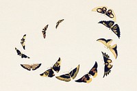 Vintage butterfly. Digitally enhanced from our own original 1904 edition of Kamisaka Sekka's Cho senshu (One Thousand Butterflies).