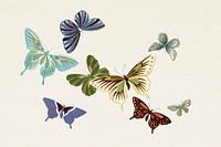 Japanese butterfly. Digitally enhanced from our own original 1904 edition of Kamisaka Sekka's Cho senshu (One Thousand Butterflies).