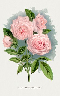 Pink rose, Clothilde Soupert lithograph.  Digitally enhanced from our own original 1900 edition plates of Botanical Specimen published by Rochester Lithographing and Printing Company.