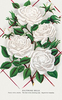 White rose, Baltimore Belle lithograph.  Digitally enhanced from our own original 1900 edition plates of Botanical Specimen published by Rochester Lithographing and Printing Company.