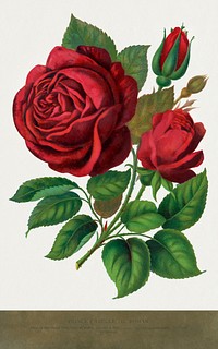 Red rose, Prince Camille De Rohan lithograph.  Digitally enhanced from our own original 1900 edition plates of Botanical Specimen published by Rochester Lithographing and Printing Company.