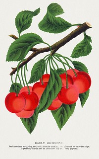 Early Richmond cherry lithograph.  Digitally enhanced from our own original 1900 edition plates of Botanical Specimen published by Rochester Lithographing and Printing Company.