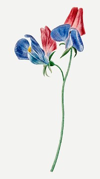 Sweet pea flower illustration vector, remixed from artworks by Michiel van Huysum