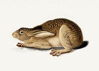 Black-Tailed Hare (1841) painting in high resolution by John James Audubon. Original from the Saint Louis Art Museum. Digitally enhanced by rawpixel.