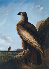 Washington Sea Eagle (ca. 1836–1839) painting in high resolution by John James Audubon. Original from the Smithsonian Institution. Digitally enhanced by rawpixel.