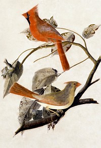 Cardinal Grosbeak (1811) painting in high resolution by John James Audubon. Original from the Smithsonian Institution. Digitally enhanced by rawpixel.