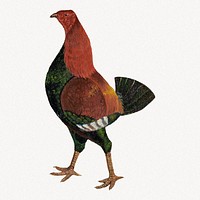 Fighting cock, chicken vintage illustration