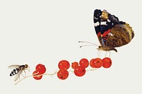 Moth vector with insect on red currants illustration, remixed from artworks by Jan van Kessel