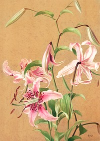Lilies no. 5 (1886) in high resolution by L. Prang &amp; Co. Original from The Library of Congress. Digitally enhanced by rawpixel.