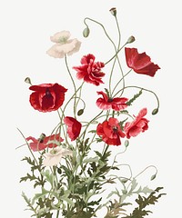 Vintage poppy flower botanical illustration vector, remix from artworks by L. Prang & Co.