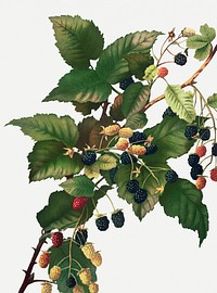 Vintage blackberries illustration, remix from artworks by L. Prang & Co.
