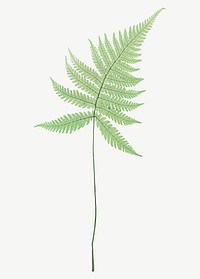 Vintage fern leaf vector illustration, remix from artworks by Henry Bradbury