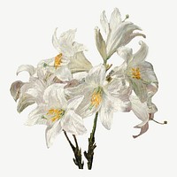 Vintage lily flower botanical illustration vector, remix from artworks by Henri Fantin–Latour