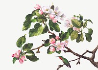 Vintage apple blossom flower illustration vector, remix from artworks by Martin Johnson Heade